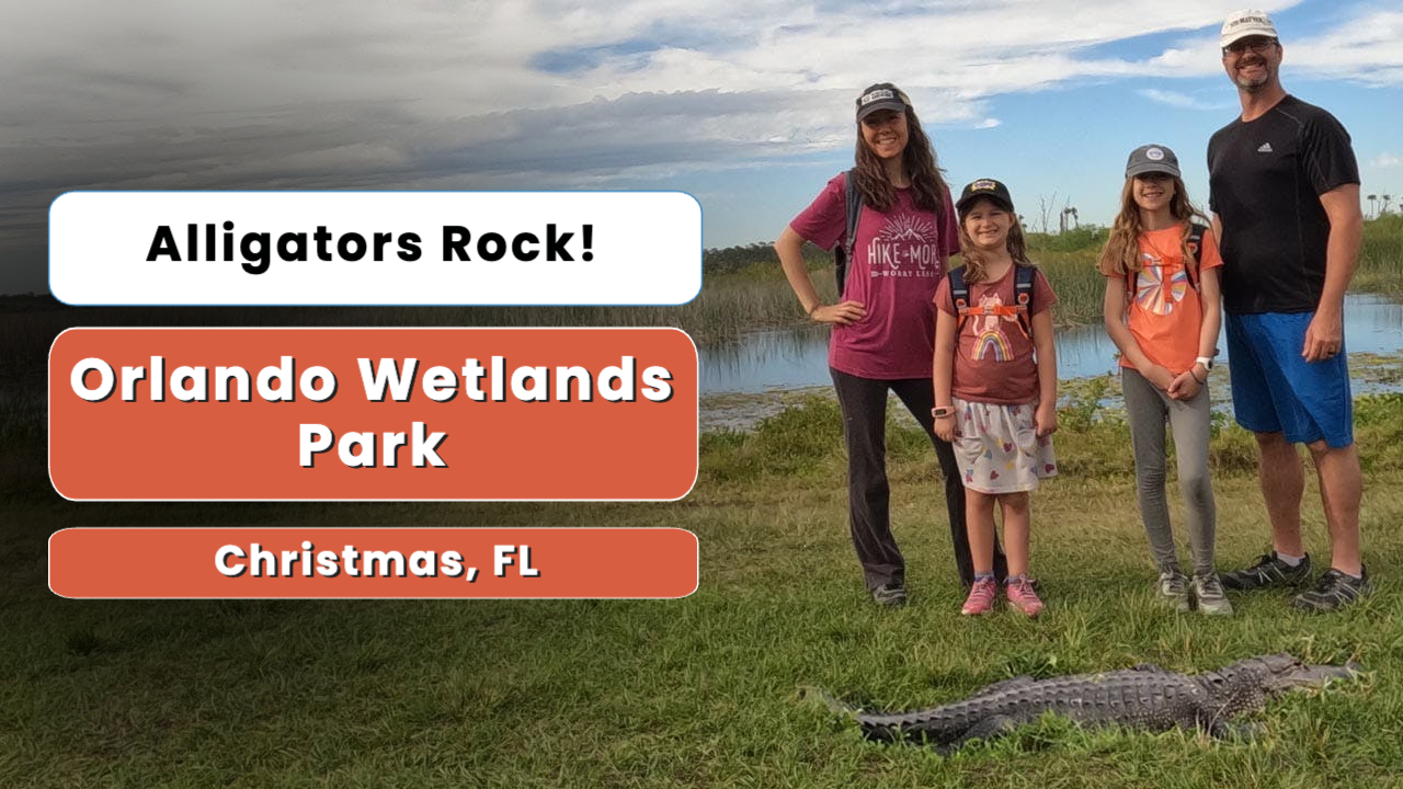 Alligators Rock! | Orlando Wetlands Park | Christmas, FL
